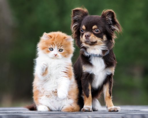Adorable kitten and chihuahua dog together